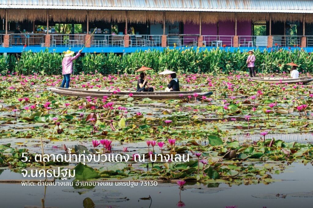 Thung Bua Daeng Ayutthaya hoa súng đỏ du lịch Thái Lan.