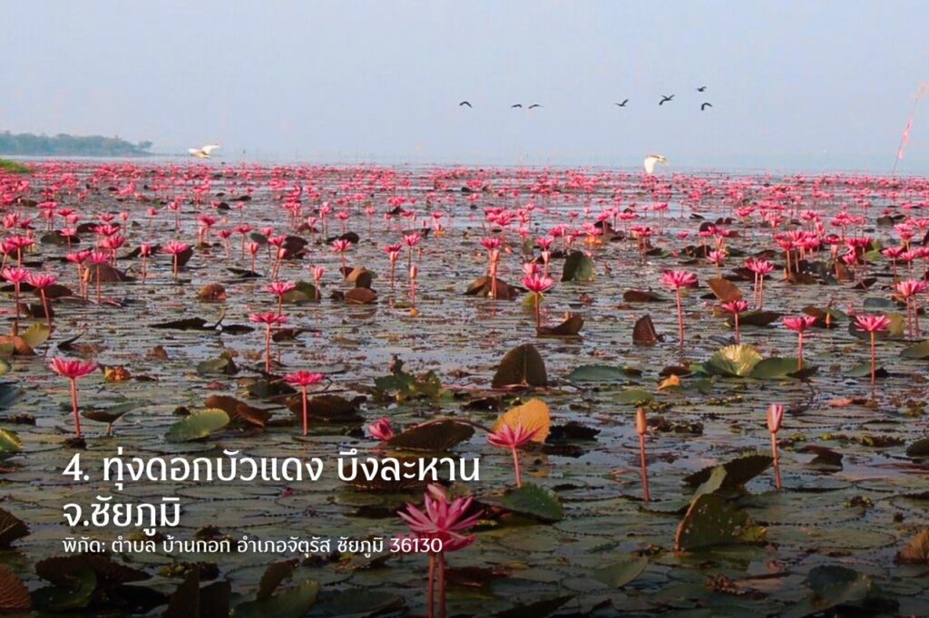 Hồ Nong Han Sakon Nakhon hoa súng đỏ du lịch Thái Lan.