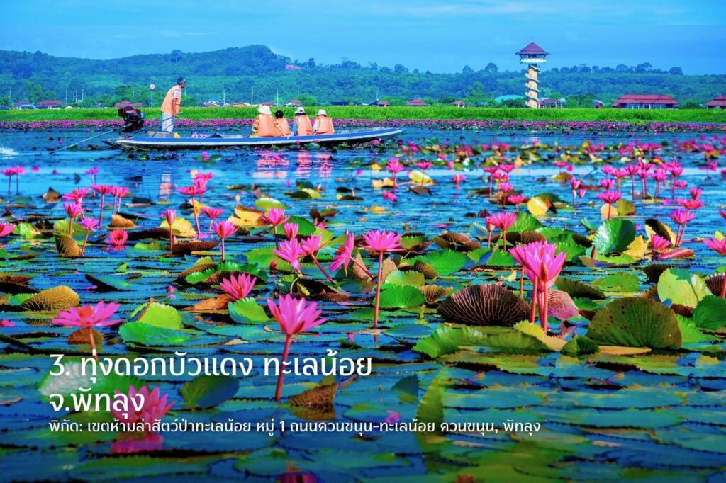 Thale Noi Phatthalung hoa súng đỏ du lịch Thái Lan.