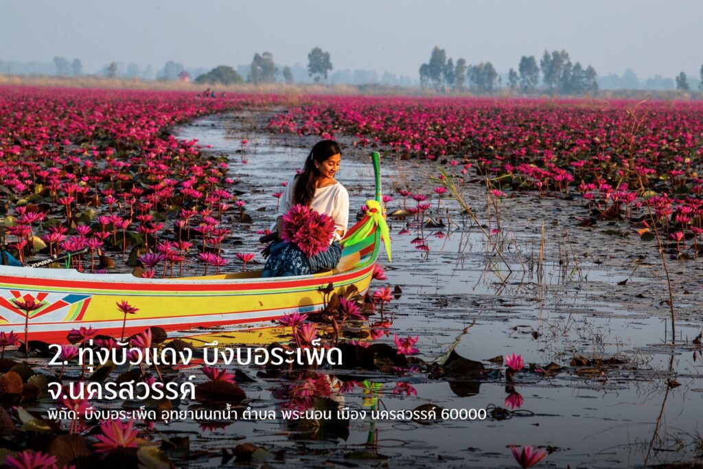 Bueng Boraphet Nakhon Sawan hoa súng đỏ du lịch Thái Lan.
